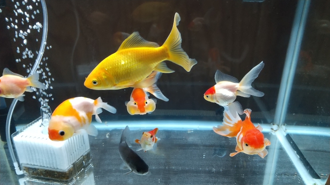 9密 多種家族 金魚 ヘラブナ イエローコメット 桜錦 更紗オランダ 黒らんちゅう 水泡眼 丹頂 福ダルマ 2 アクアリウム自慢 金魚 メダカ 熱帯魚用品のジェックス