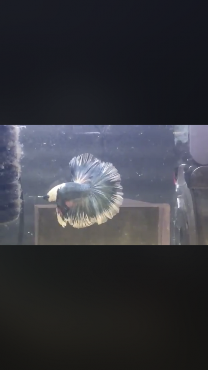 自慢のoriginalベタ 熱帯魚 ハーフムーンベタ アクアリウム自慢 金魚 メダカ 熱帯魚用品のジェックス