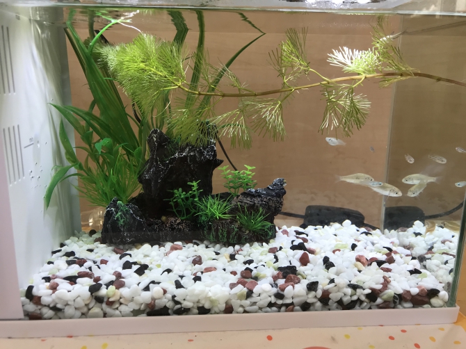色とりどり 熱帯魚 アベニーパフアー 白メダカ モツゴ ゼブラダニオ タニシゴールデンダニオ アカヒレ きんぶな コリドラス ネオンテトラ アフリカンランプアイ アクアリウム自慢 金魚 メダカ 熱帯魚用品のジェックス