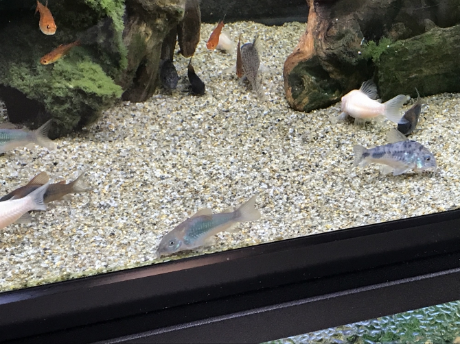 これ、何コリ？（熱帯魚 コリドラス（アエネウス、アエネウス