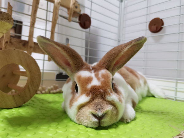 うさぎ ミニレッキス：Small Animal Life｜うさぎ・ハムスターなど