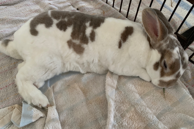 うさぎ ミニレッキス：Small Animal Life｜うさぎ・ハムスターなど