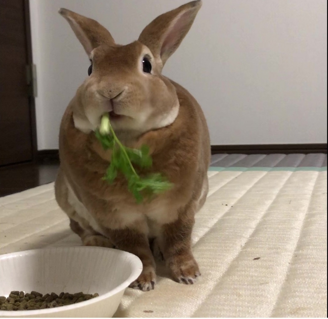 ミニレッキス うさぎ ミニレッキス：Small Animal Life｜うさぎ・ハムスターなど