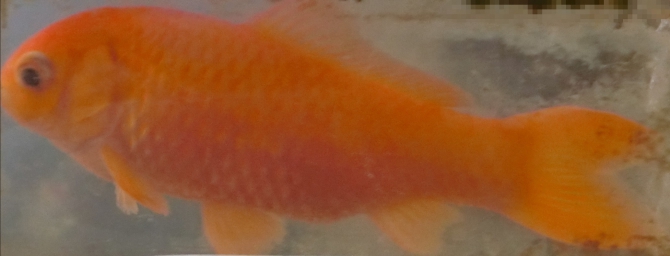 18才の金魚ちゃん。（金魚 和金）アクアリウム自慢 | 金魚・メダカ