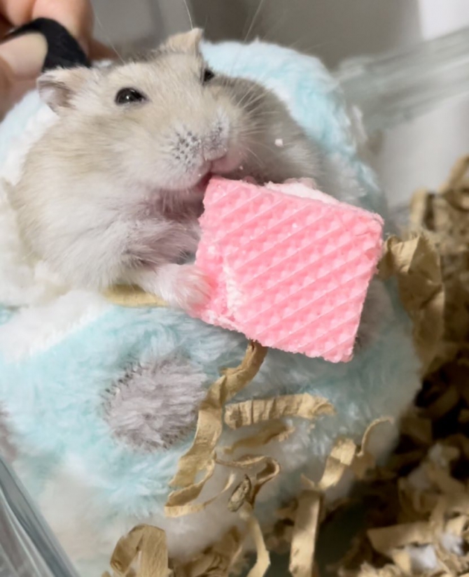 ハムスター ジャンガリアン：Small Animal Life｜うさぎ・ハムスターなど小動物用品のジェックス