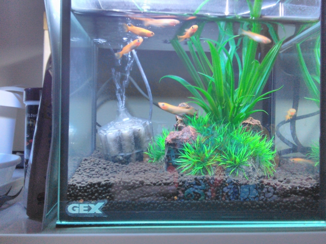 アクアリウム自慢：アーカイブ | 金魚・メダカ・熱帯魚用品のジェックス