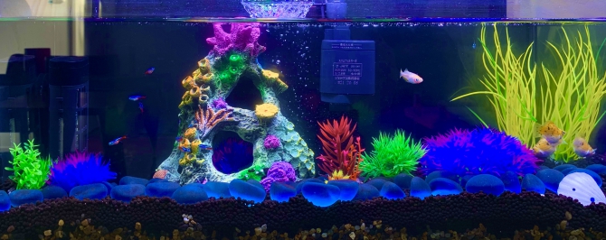 神秘海洋（熱帯魚 わからない）アクアリウム自慢 | 金魚・メダカ