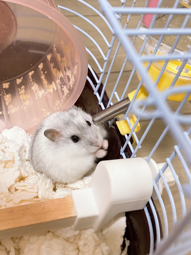 ハムスター ジャンガリアン Small Animal Life うさぎ ハムスターなど小動物用品のジェックス