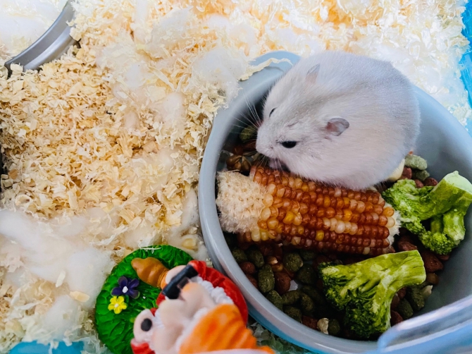 ハムスター ジャンガリアン Small Animal Life うさぎ ハムスターなど小動物用品のジェックス