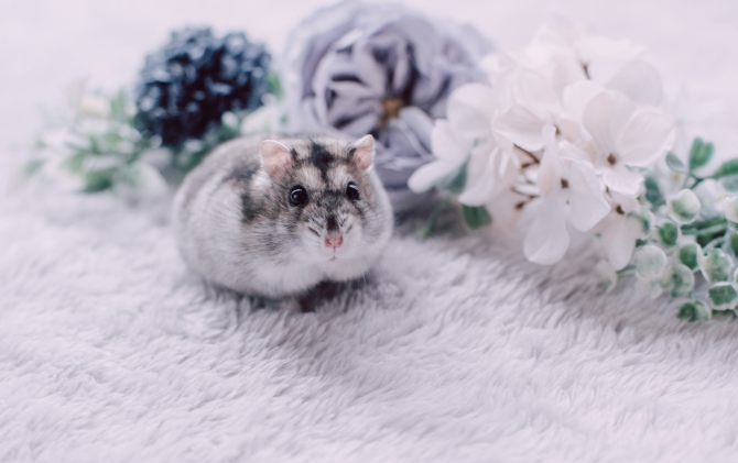 花とハムスターと癒しのある暮らし ハムスター ジャンガリアン Small Animal Life うさぎ ハムスターなど小動物用品のジェックス