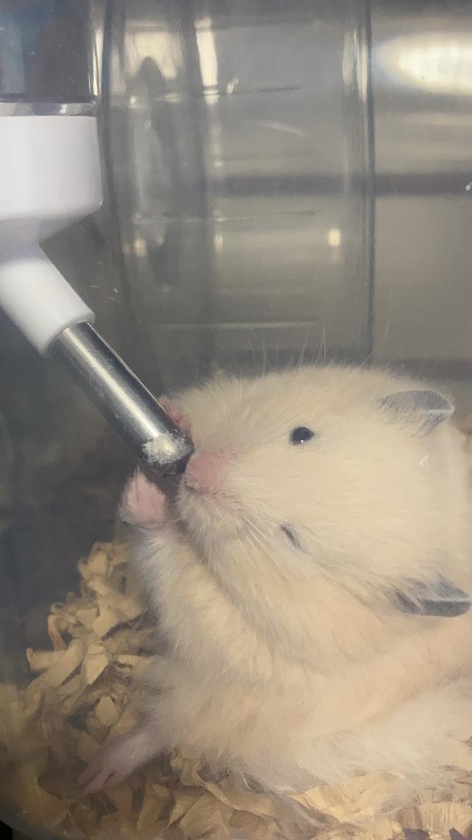 イケメンは常に抜かりなく W ハムスター ゴールデン Small Animal Life うさぎ ハムスターなど小動物用品のジェックス