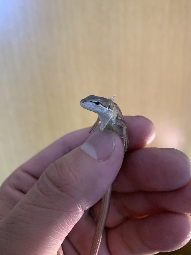 よだれ掛け