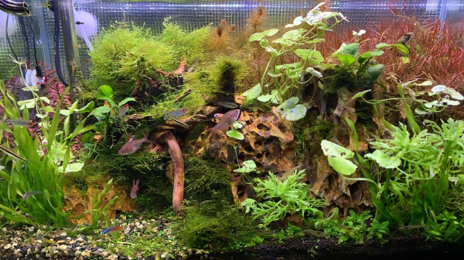 熱帯魚 観賞魚 アクアリウム用品 アクアリウム自慢 アーカイブ ジェックス株式会社