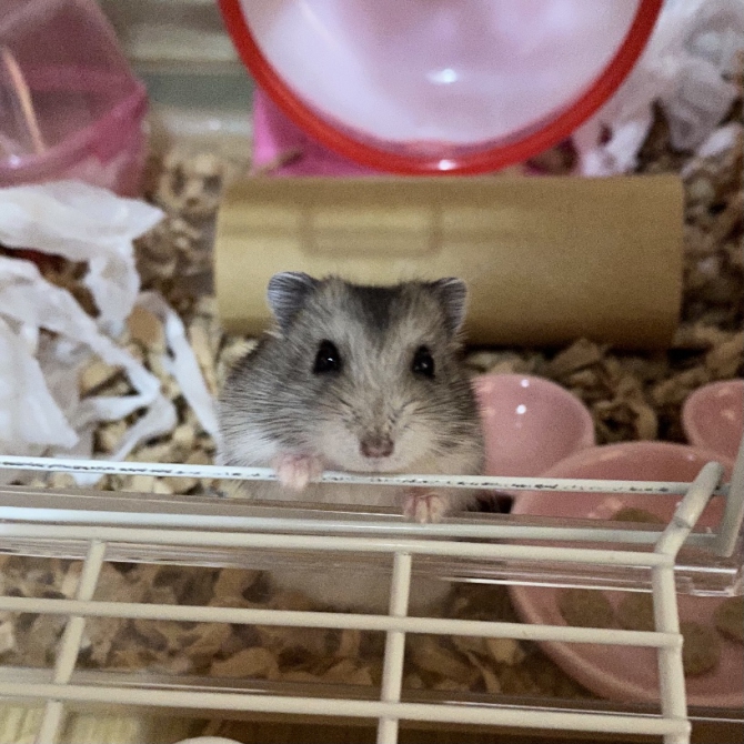 はじめまして ハムスター ジャンガリアン Small Animal Life うさぎ ハムスターなど小動物用品のジェックス