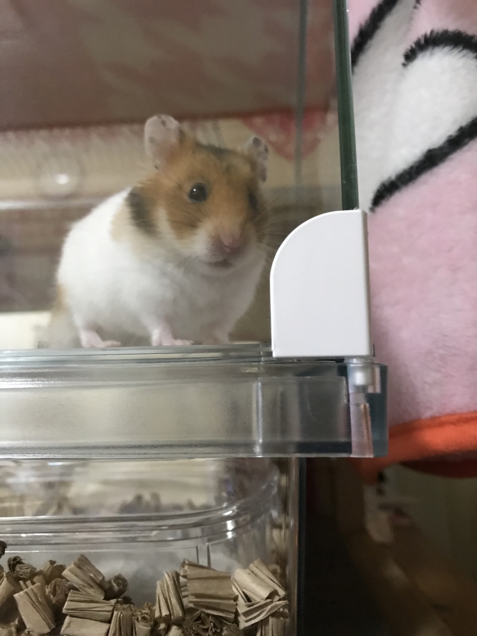 部屋んぽおねだり（ハムスター：ゴールデン）Small Animal Life