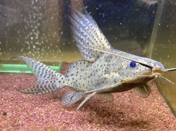 熱帯魚 観賞魚 アクアリウム用品 アクアリウム自慢 アーカイブ ジェックス株式会社 熱帯魚 観賞魚 アクアリウム用品 アクアリウム自慢 アーカイブ ジェックス株式会社