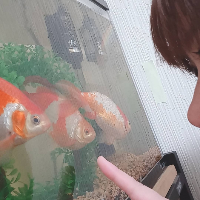 ほぼ決定)熱帯魚シクリッド(ムブナ系)3匹 (mikuro) 十三のその他