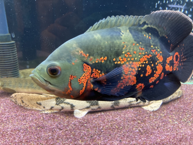 立派なオスカー君（熱帯魚 タイガーオスカー）アクアリウム自慢