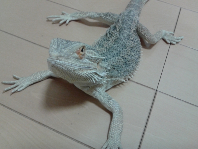 おうちでお散歩