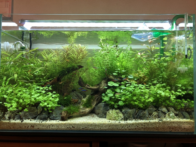 ネイチャーアクアリウム 熱帯魚 カージナルテトラ ミクロラスボラハナビ等 アクアリウム自慢 金魚 メダカ 熱帯魚用品のジェックス