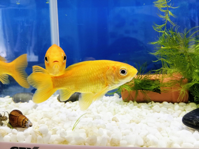 顔をのせる金魚(金魚 和金(小赤))アクアリウム自慢 | 金魚 顔をのせる金魚(金魚 和金(小赤))アクアリウム自慢 | 金魚