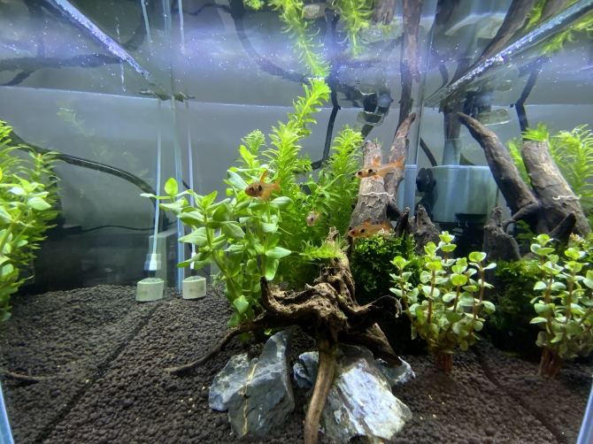 流木30㎝キューブ水槽（熱帯魚 レッドファントムテトラ ）アクアリウム 