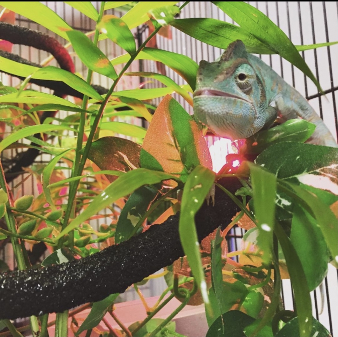かくれんぼ