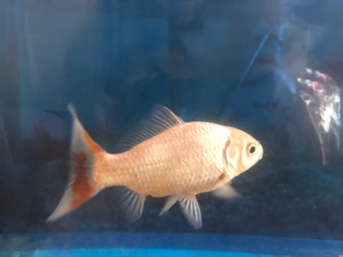 大きくなりすぎた紅大 金魚 金魚 アクアリウム自慢 金魚 メダカ 熱帯魚用品のジェックス