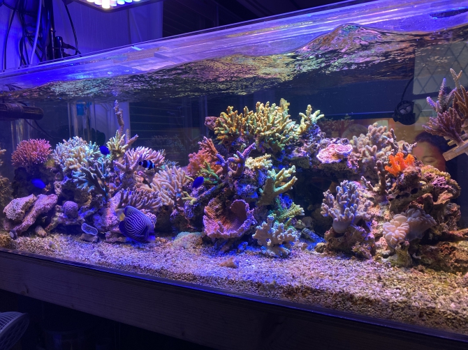 SPS.トサカ水槽（海水魚 サンゴ）アクアリウム自慢 | 金魚・メダカ