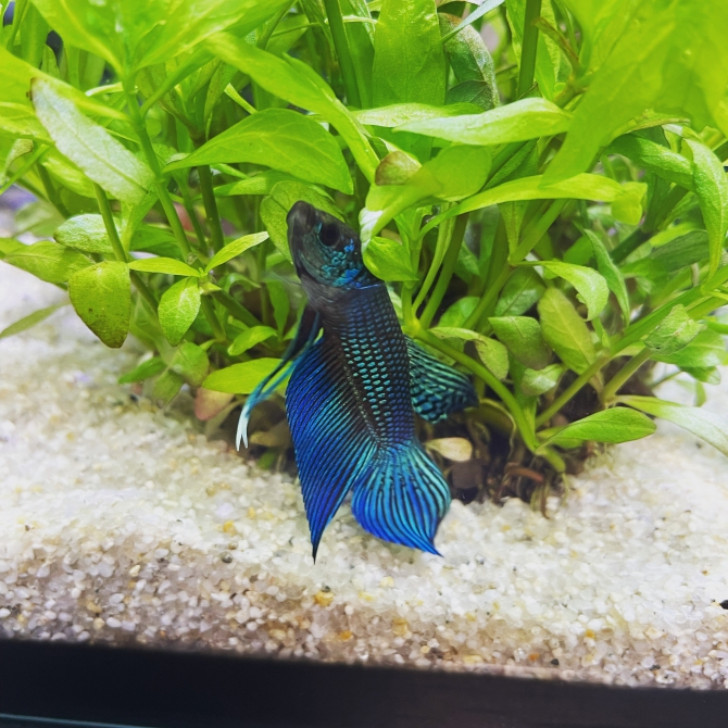 起立‼︎（熱帯魚 ベタ）アクアリウム自慢 | 金魚・メダカ