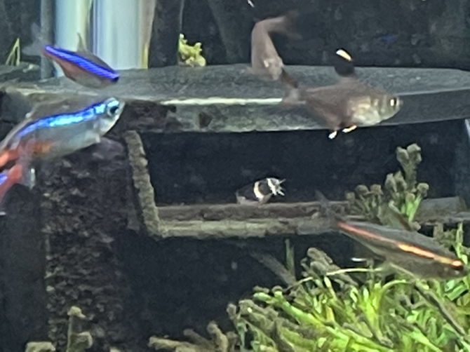 クーリーローチのおうち 熱帯魚 クーリーローチ アクアリウム自慢 金魚 メダカ 熱帯魚用品のジェックス