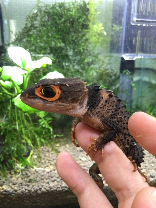 虚無を飼っています