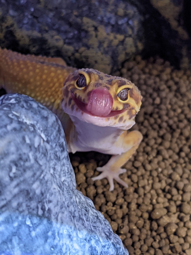 ペロッ