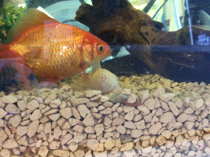 嫉妬 熱帯魚 コリドラス アクアリウム自慢 金魚 メダカ 熱帯魚用品のジェックス
