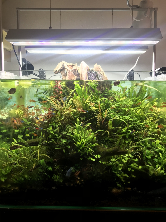 熱帯魚 観賞魚 アクアリウム用品 アクアリウム自慢 ジェックス株式会社 熱帯魚 観賞魚 アクアリウム用品 アクアリウム自慢 ジェックス株式会社