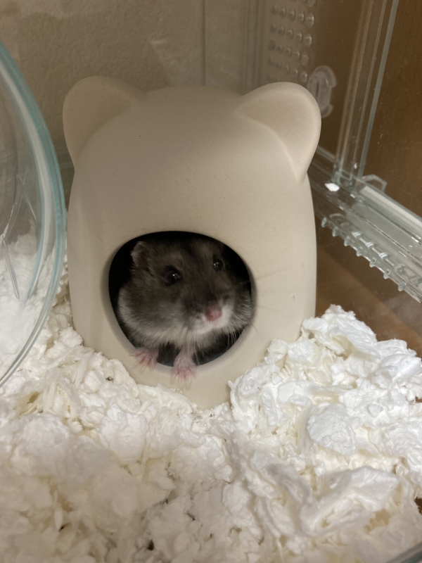 生真面目ハムスター 8010690087436_1_900x.jpg?v=