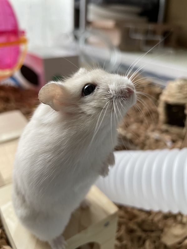 ハムスター ジャンガリアン：Small Animal Life｜うさぎ・ハムスター