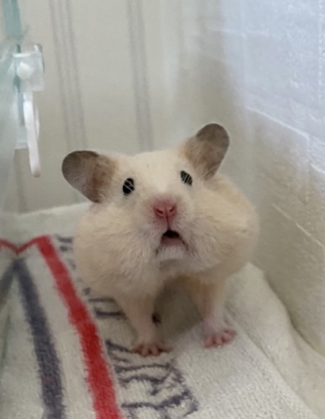 見つかった ハムスター ゴールデン Small Animal Life うさぎ ハムスターなど小動物用品のジェックス