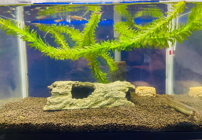 アクアリウム自慢：アーカイブ | 金魚・メダカ・熱帯魚用品の