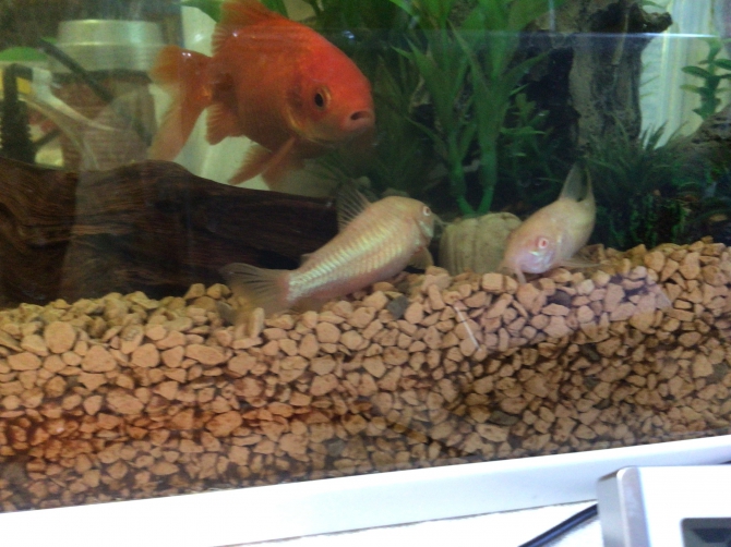 アクアリウム自慢：アーカイブ | 金魚・メダカ・熱帯魚用品の