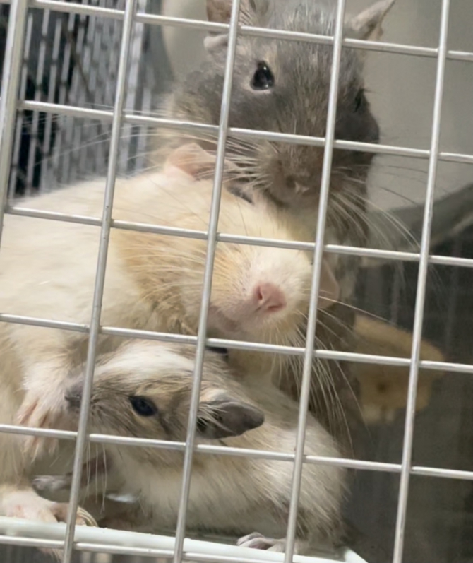 パルミ、しろろ、しろみ