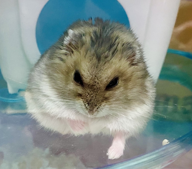 お昼寝の途中です ハムスター ジャンガリアン Small Animal Life うさぎ ハムスターなど小動物用品のジェックス