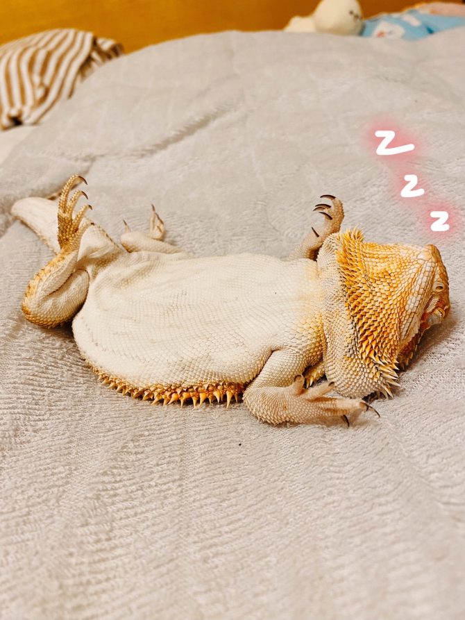何されても眠い〜笑