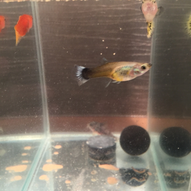 もう卵 熱帯魚 グッピー アクアリウム自慢 金魚 メダカ 熱帯魚用品のジェックス