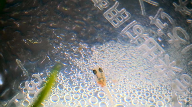 ベタの赤ちゃん 熱帯魚 ベタ アクアリウム自慢 金魚 メダカ 熱帯魚用品のジェックス
