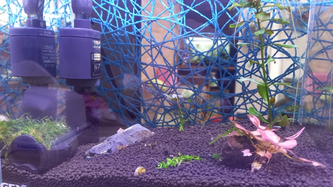アクアリウム自慢：アーカイブ | 金魚・メダカ・熱帯魚用品の