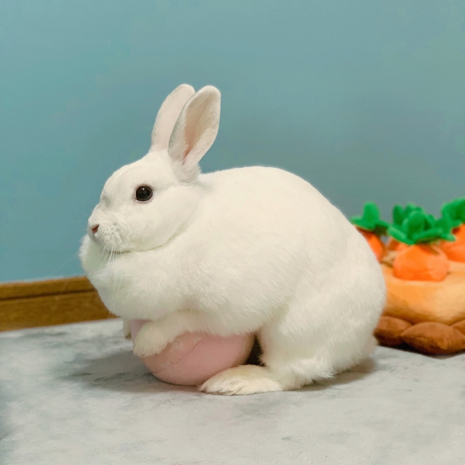 ボールを温め隊（うさぎ：その他・わからない）Small Animal Life