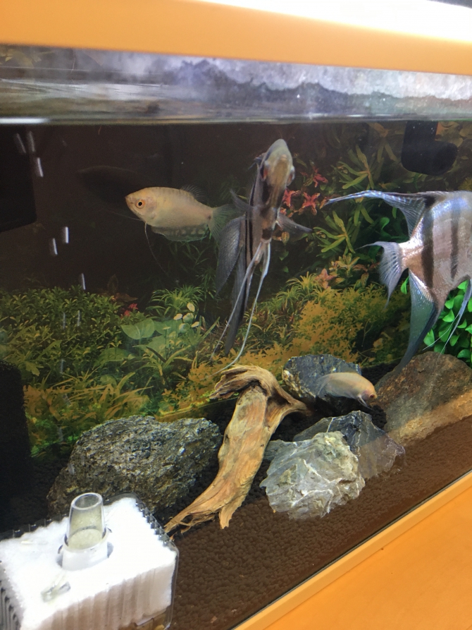 熱帯魚たちのエサくれタイム 熱帯魚 エンゼルフィッシュ ハニーグラミー アクアリウム自慢 金魚 メダカ 熱帯魚用品のジェックス