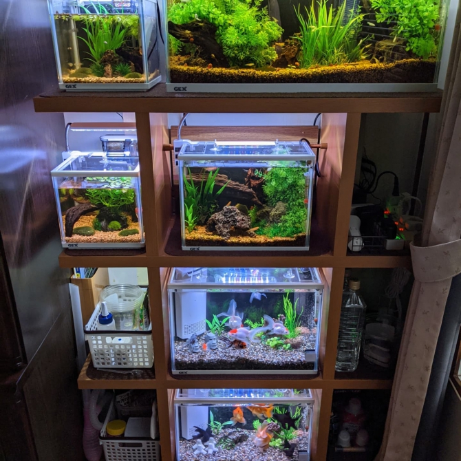 アクアリウム自慢：アーカイブ | 金魚・メダカ・熱帯魚用品の