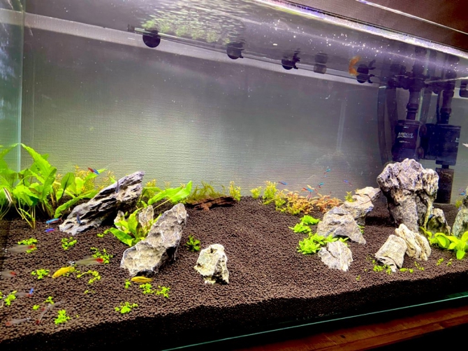 アクアリウム自慢：アーカイブ | 金魚・メダカ・熱帯魚用品の